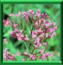 VALERIANE ROUGE - CENTRANTHUS RUBER