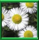 VERGERETTE - ERIGERON