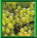 VIGNE - VITIS VINIFERA