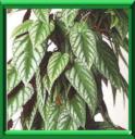 VIGNE BEGONIA - CISSUS DISCOLOR