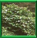 VIGNE KANGOUROU - CISSUS ANTARTICA