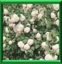 VIORNE OBIER - VIBURNUM OPULUS