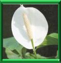 VOILE BLANCHE - SPATHIPHYLLUM