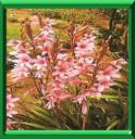WATSONIE - WATSONIA