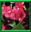 WEIGELA ou WEIGELIA - WEIGELA