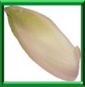 WITLOOF - CICHORIUM INTYBUS