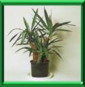 YUCCA PIED D'ELEPHANT - YUCCA ELEPHANTIPES