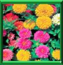 ZINNIA - ZINNIA