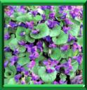 VIOLETTE DE MARS - VIOLA ODORATA