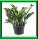 ZAMIOCULCAS - ZAMIOCULCAS ZANIFOLIA