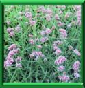 VERVEINE DE BUENOS AIRES - VERBENA BONARIENSIS ou VERBENA PATAGONICA