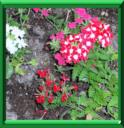 VERVEINE DES JARDINS - VERBENA X HYBRIDA