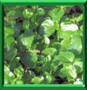 YERBA BUENA - SATUREJA DOUGLASII