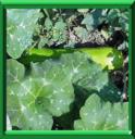 ZUCCHINI - CUCURBITA PEPO