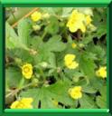 WALDSTEINIE - WALDSTEINIA TERNATA ou TRIFOLIA