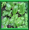 VINETTE - RUMEX ACETOSA