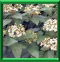VIORNE TIN - VIBURNUM TINUS