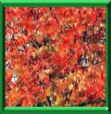 VINAIGRIER AMARANTE - RHUS TYPHINA