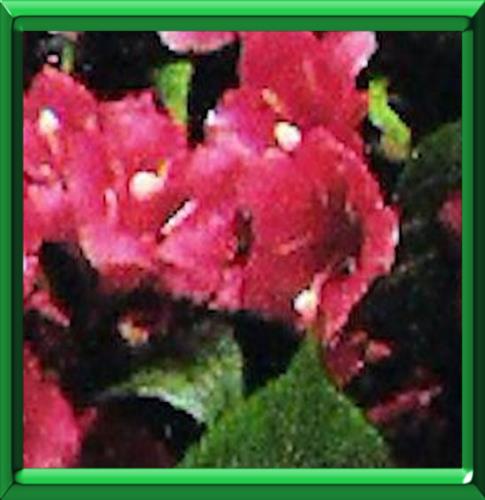 Ma Planete Jardin Un Weigelia Bristol Ruby Pour Sa Couleur Rouge