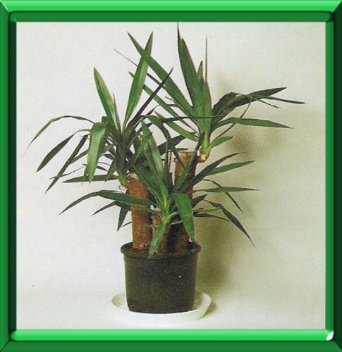 planter une pousse de yucca