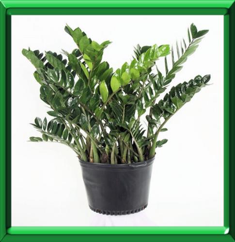 comment planter zamioculcas